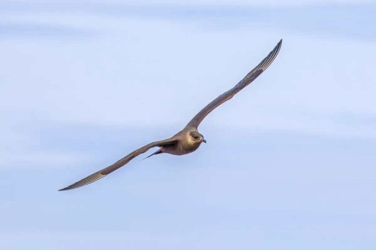 File:Arctic skua (Stercorarius parasiticus) in flight Keflavíkurbjarg.jpg