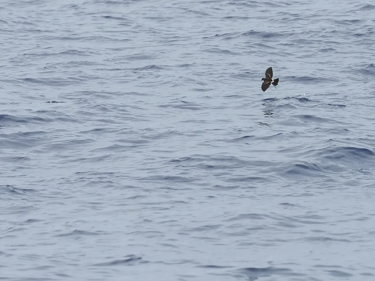 File:Nesofregetta fuliginosa in flight iNaturalist 395655266.jpg