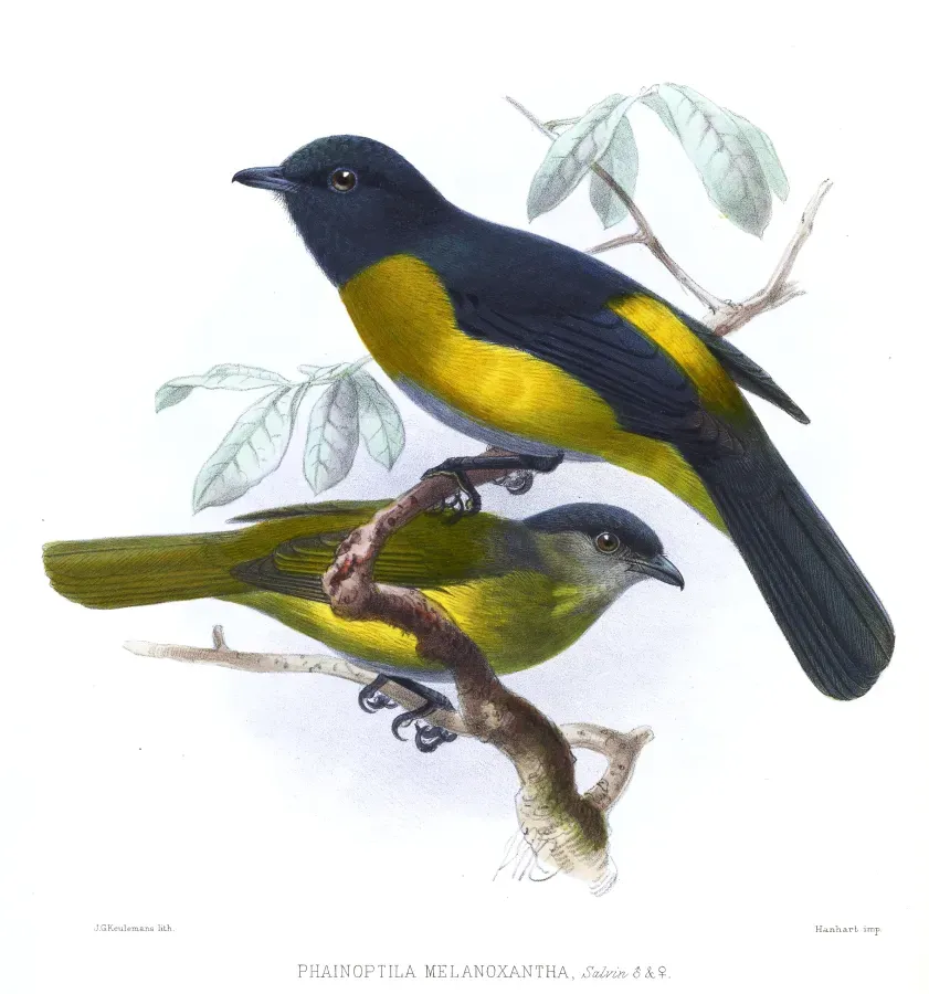 File:PhainoptilaMelanoxanthaKeulemans.jpg