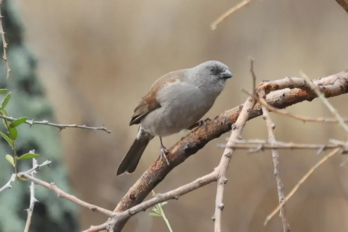 File:Passer swainsonii 443161159.jpg