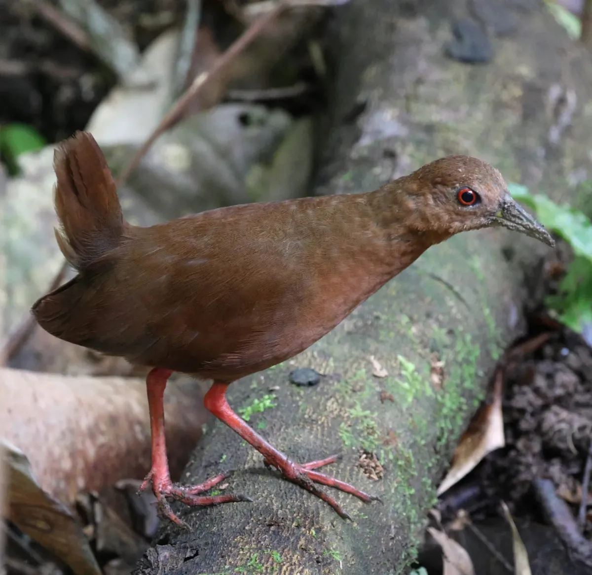 File:Amaurolimnas concolor - Miguel - 569387954.jpeg