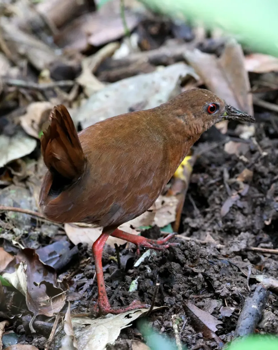 File:Amaurolimnas concolor - Miguel - 569387969.jpeg