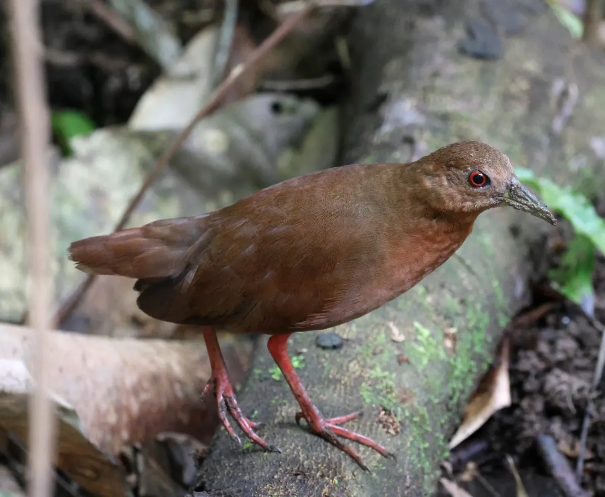 File:Amaurolimnas concolor - Miguel - 569387977.jpeg