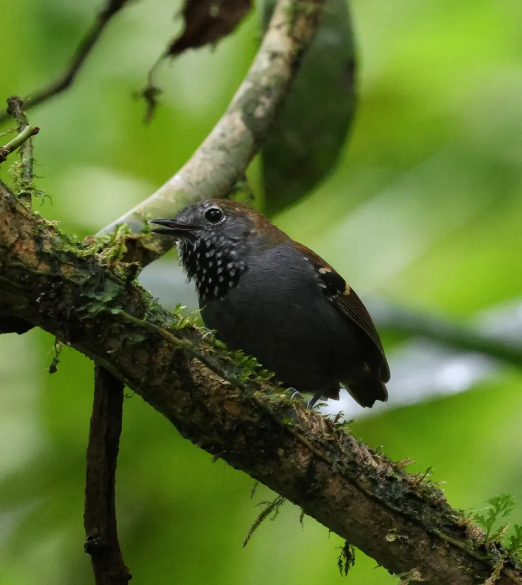 File:Rhopias gularis - Miguel - 569387907.jpeg