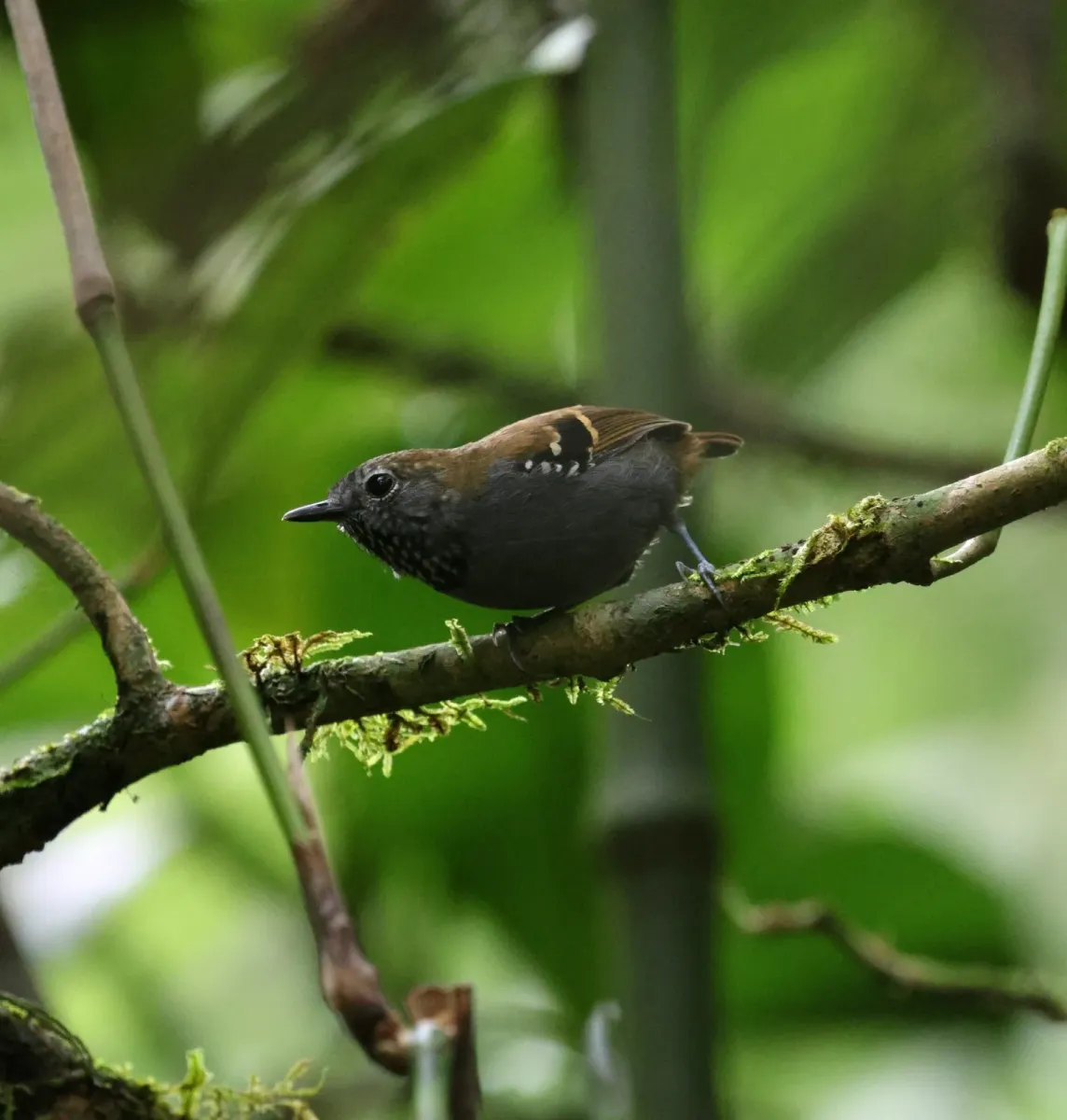 File:Rhopias gularis - Miguel - 569387892.jpeg