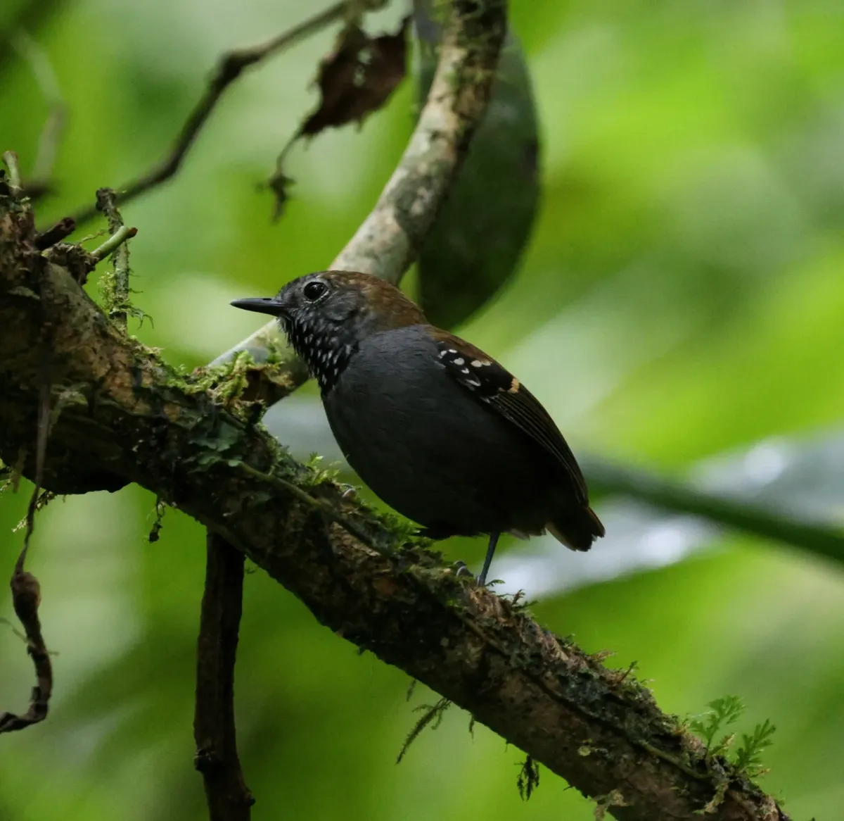 File:Rhopias gularis - Miguel - 569387866.jpeg