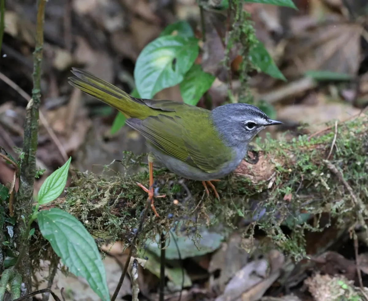 File:Myiothlypis leucoblephara - Miguel - 569310852.jpeg