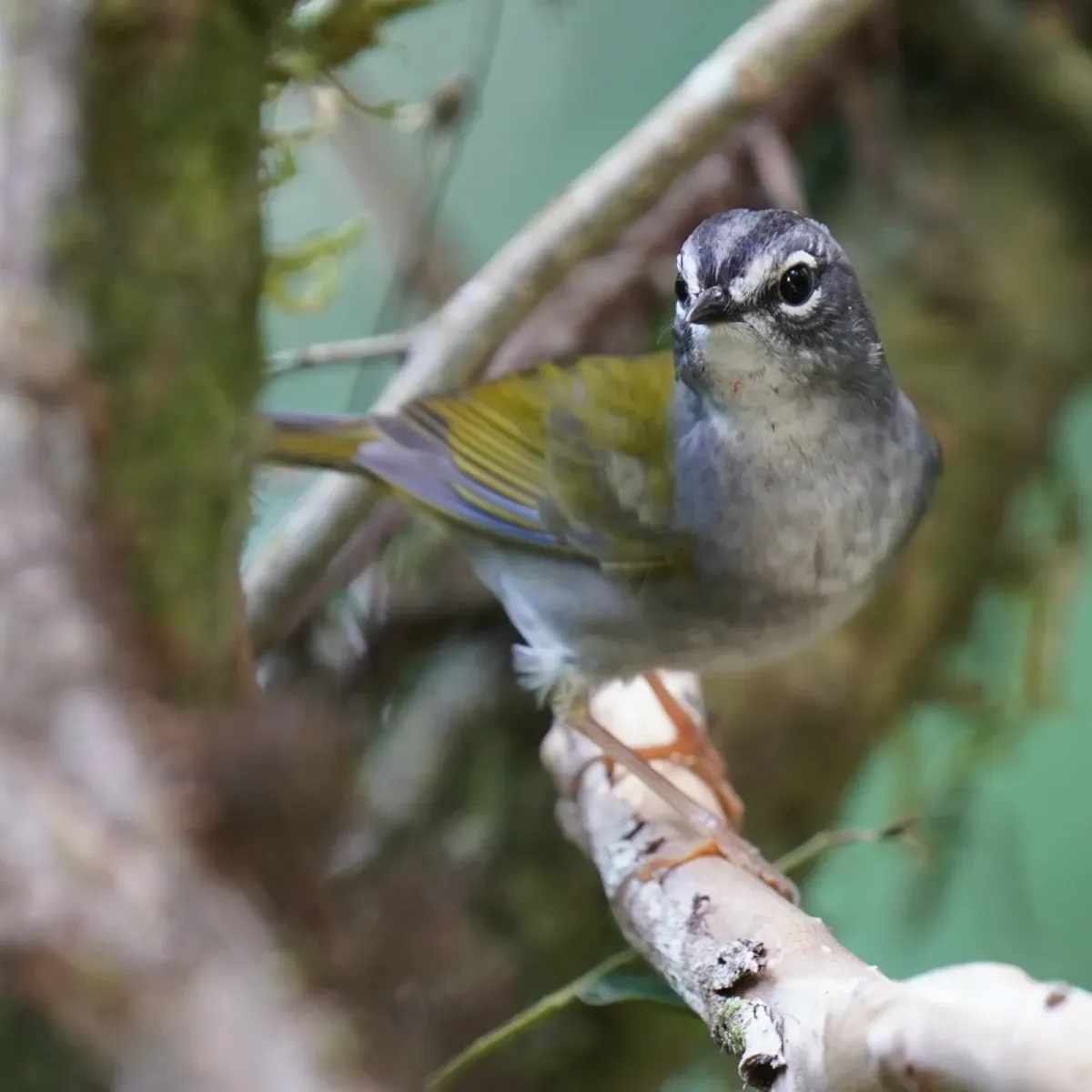 File:Myiothlypis leucoblephara - Daniel S. Katz - 475892698.jpeg