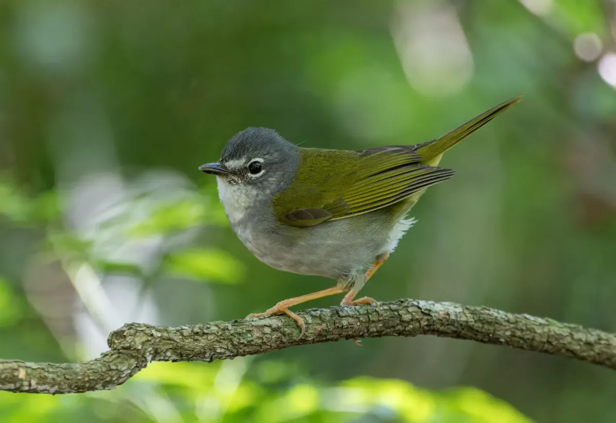 File:Myiothlypis leucoblephara - David F. Belmonte - 443356058.jpeg