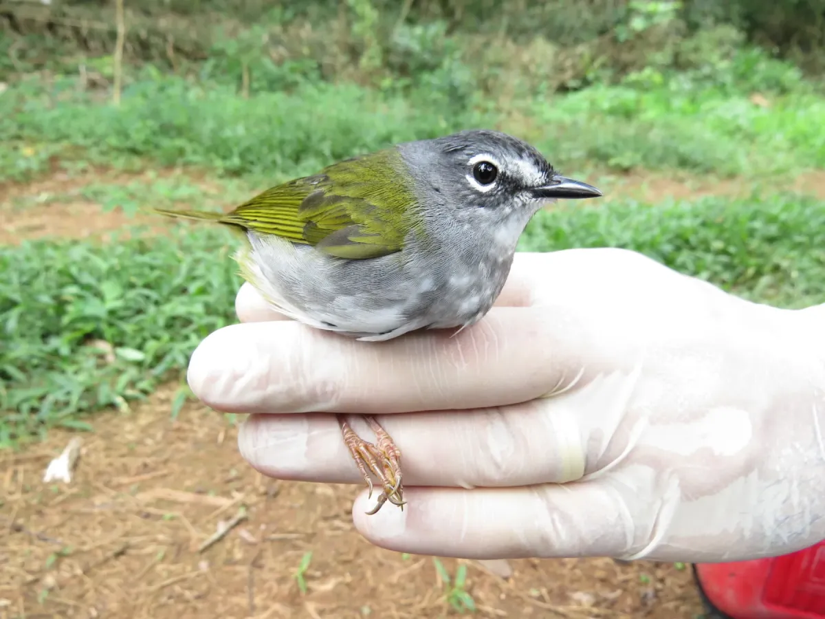 File:Myiothlypis leucoblephara - Lucas Mantelo Cruz - 474513554.jpeg