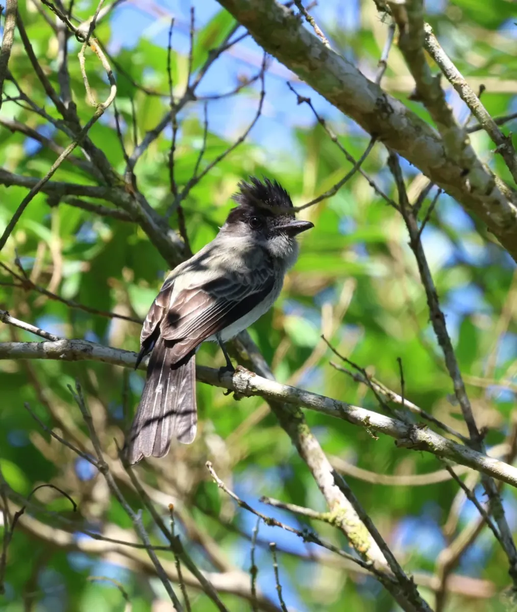 File:Sirystes sibilator - Miguel - 569295516.jpeg