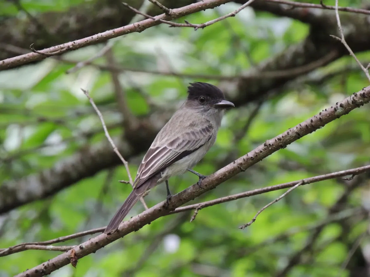 File:Sirystes sibilator - Aline Fernanda Antunes - 434768044.jpeg