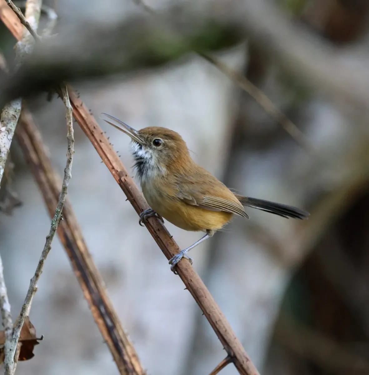 File:Ramphocaenus melanurus - Miguel - 569295438.jpeg