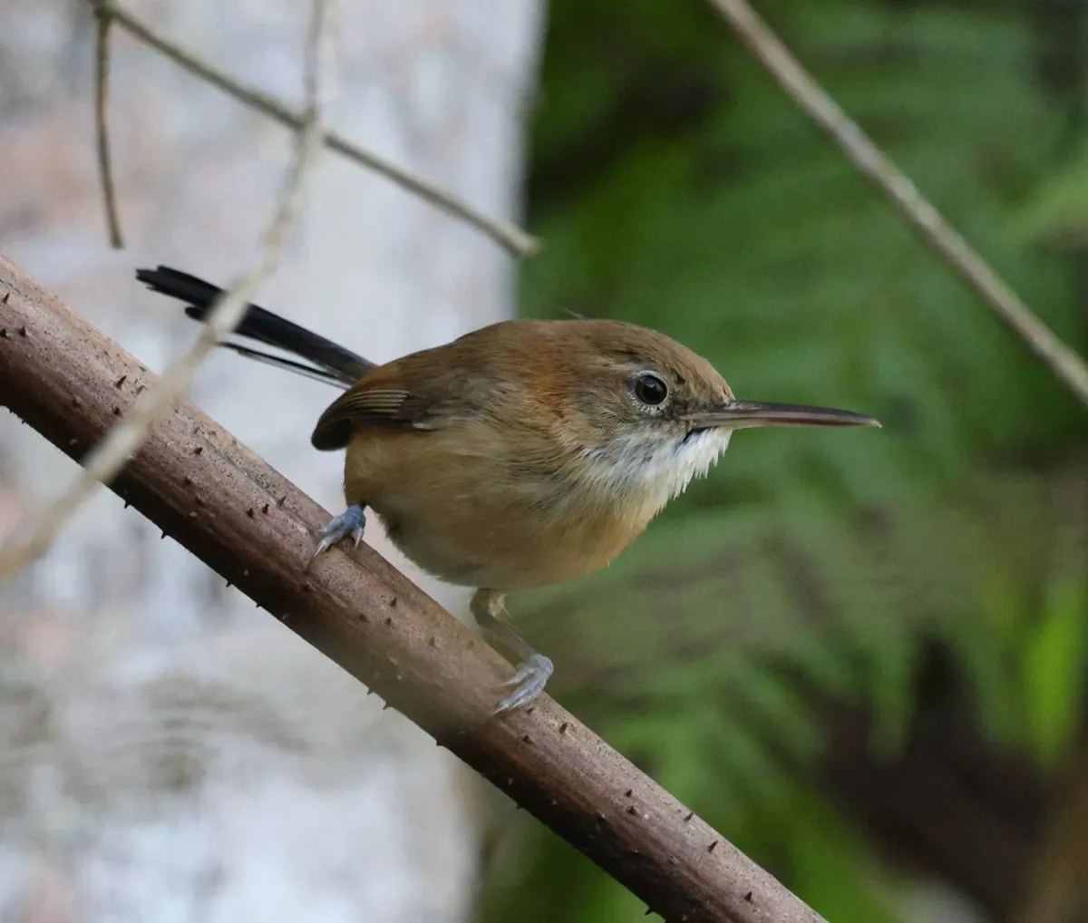 File:Ramphocaenus melanurus - Miguel - 569295410.jpeg