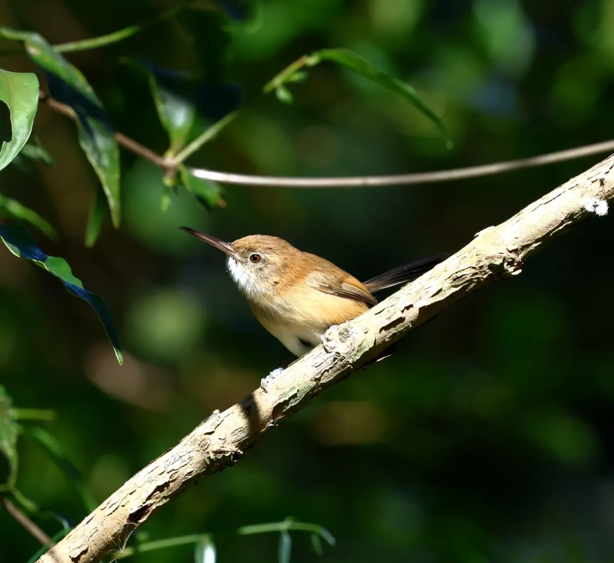 File:Ramphocaenus melanurus - Miguel - 569295022.jpeg