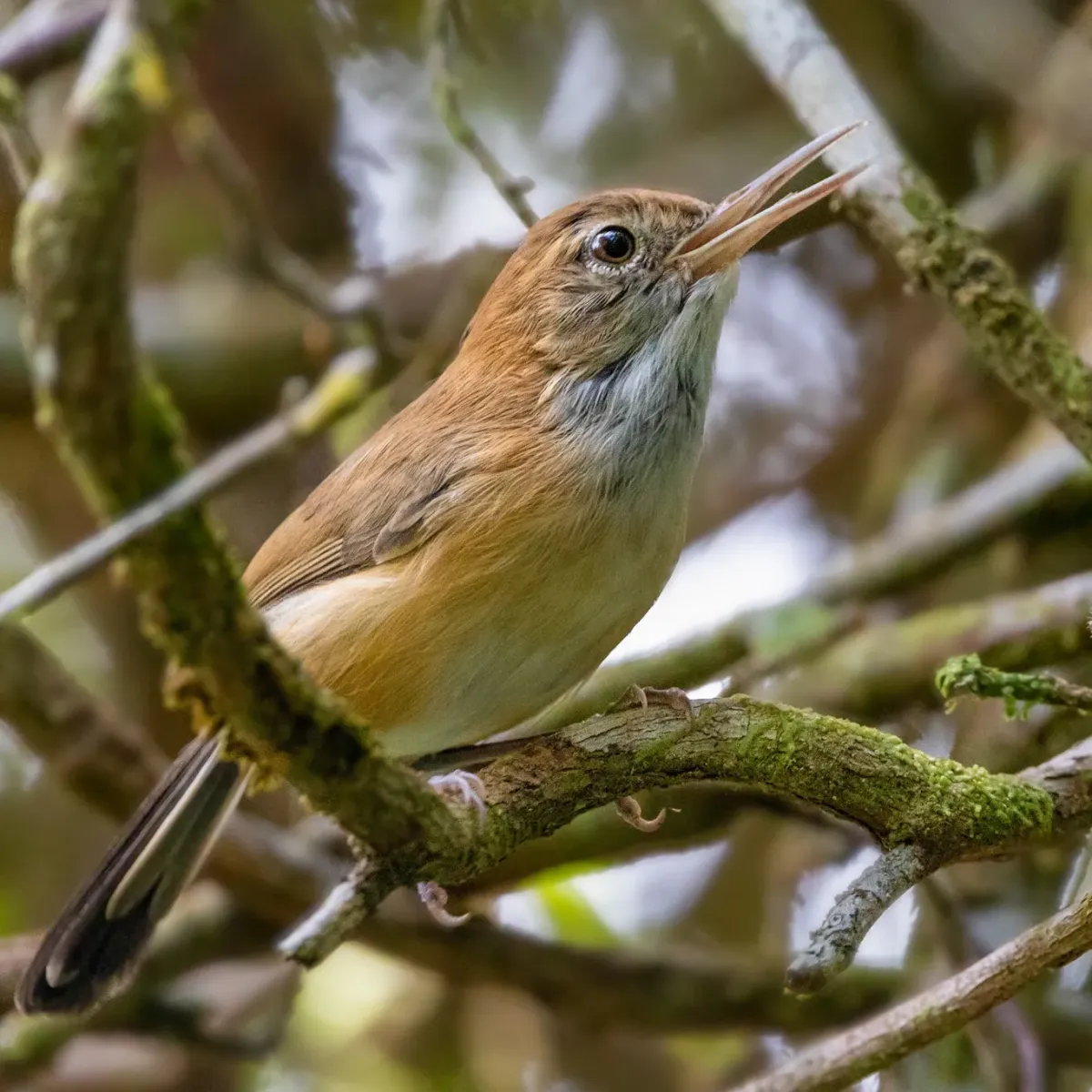 File:Ramphocaenus melanurus - Paulo Mascaretti - 323005523.jpeg