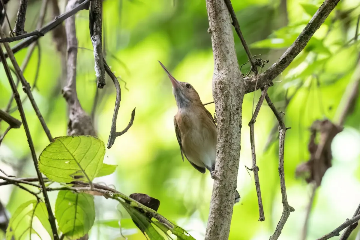 File:Ramphocaenus melanurus - Adam Jackson - 339613637.jpeg