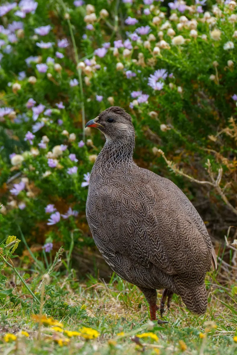 File:Pternistis capensis - bdhimes - 571455426.jpeg