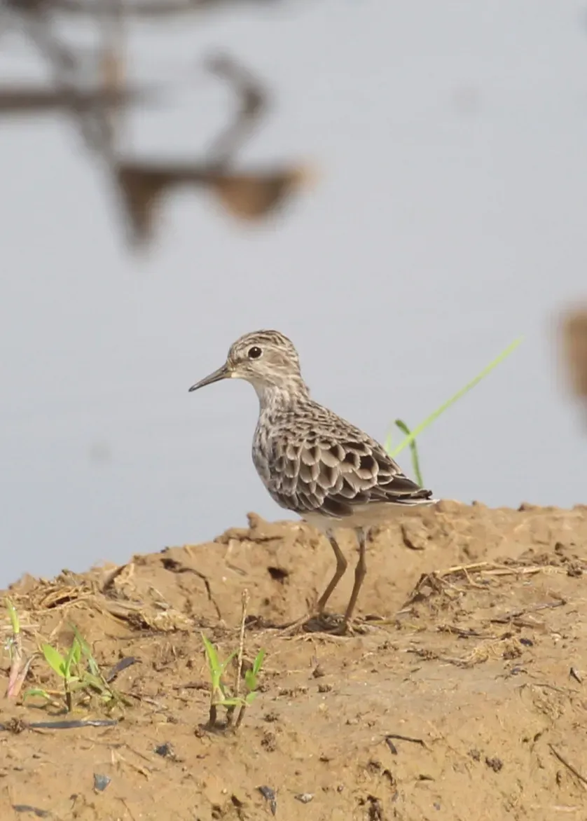 File:Long-toed stint (Calidris subminuta).jpg