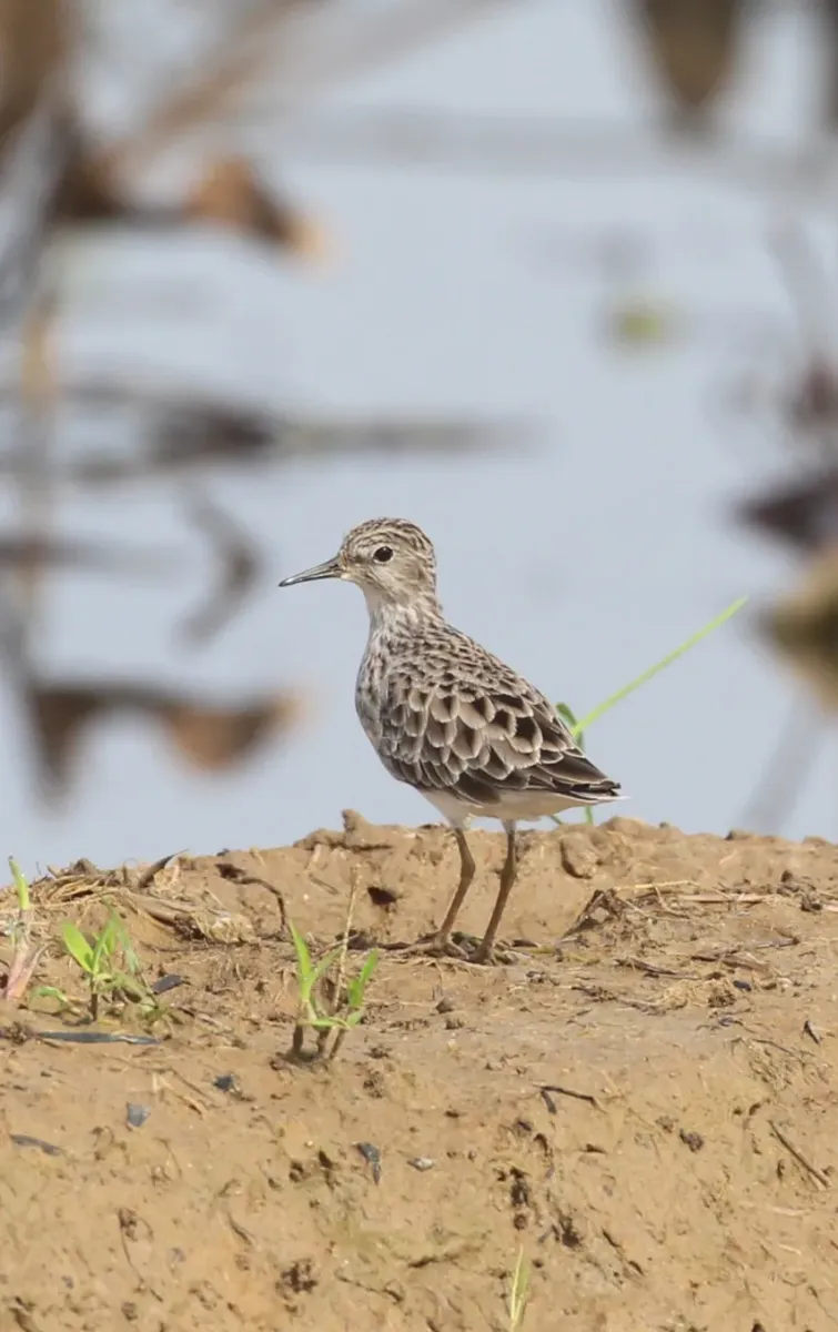 File:Long-toed stint - Calidris subminuta.jpg