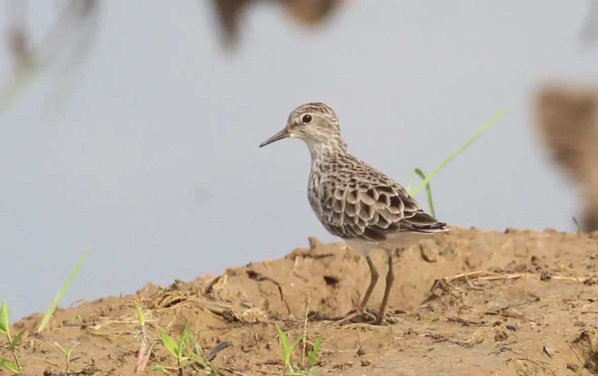 File:Long-toed stint , Calidris subminuta.jpg