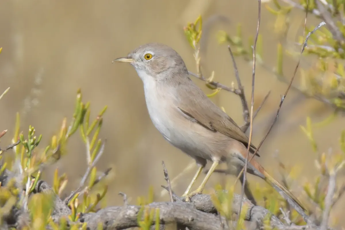 File:Curruca nana - Kudaibergen Amirekul - 562596629.jpeg