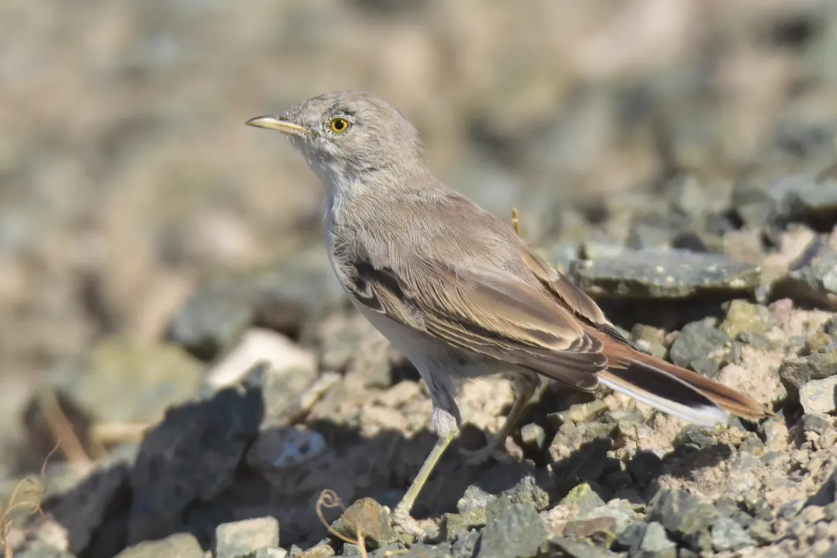 File:Curruca nana - Kudaibergen Amirekul - 562372019.jpeg