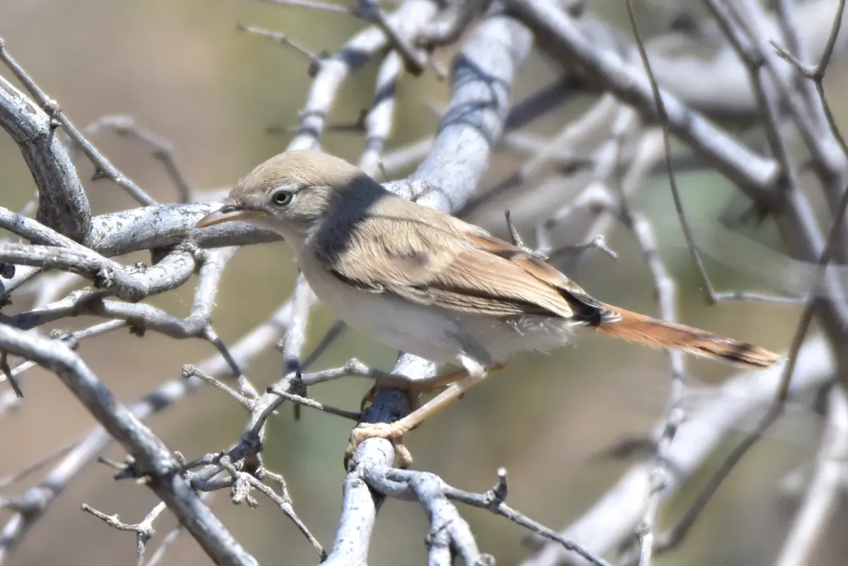 File:Curruca nana - Kudaibergen Amirekul - 208427525.jpeg