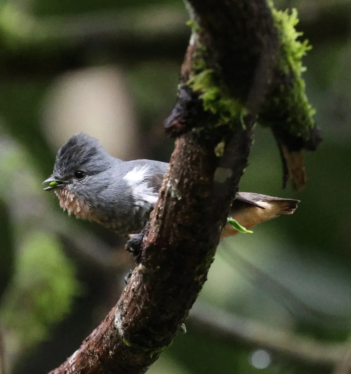 File:Iodopleura pipra - Miguel - 569280245.jpeg