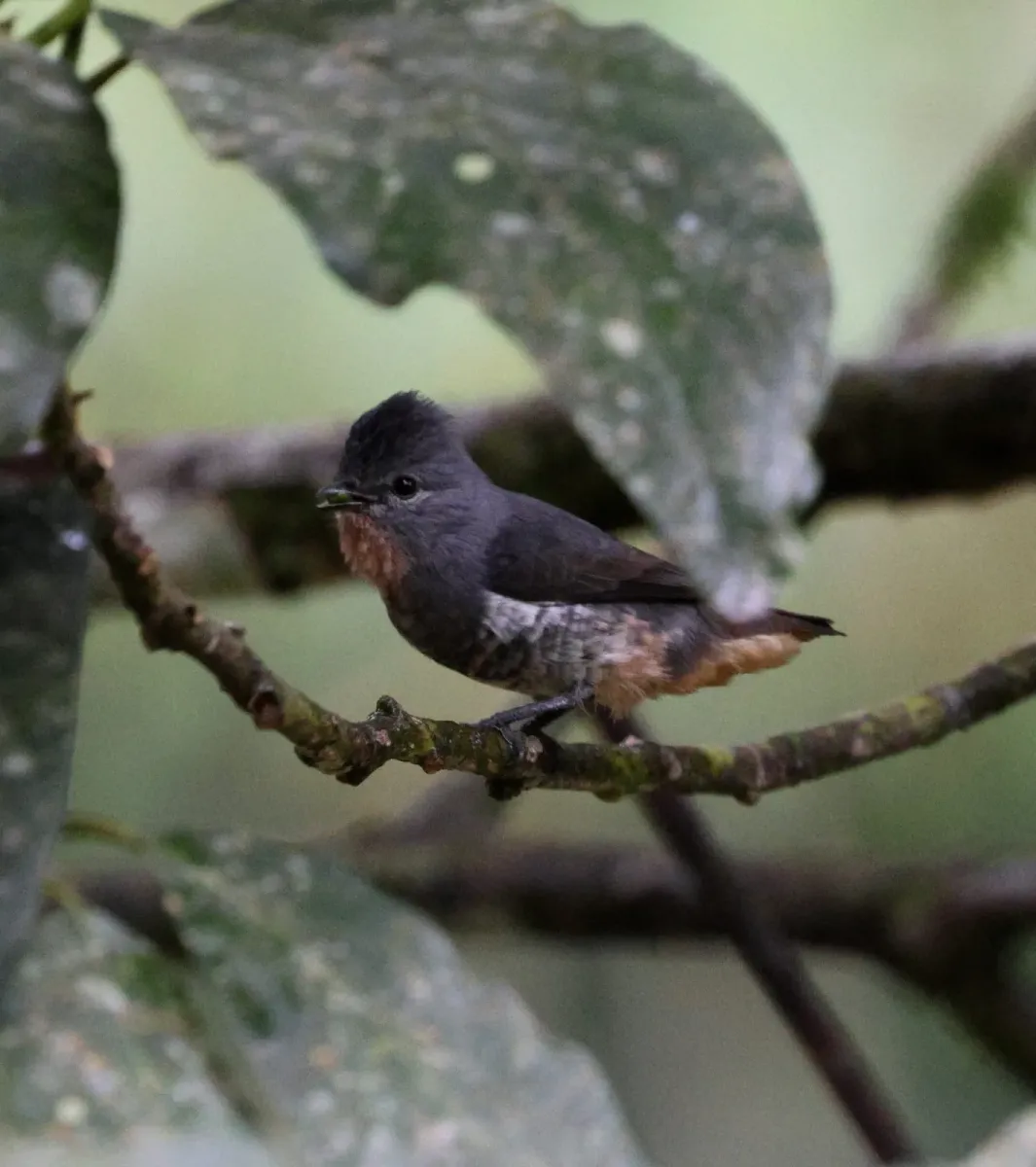 File:Iodopleura pipra - Miguel - 569280313.jpeg