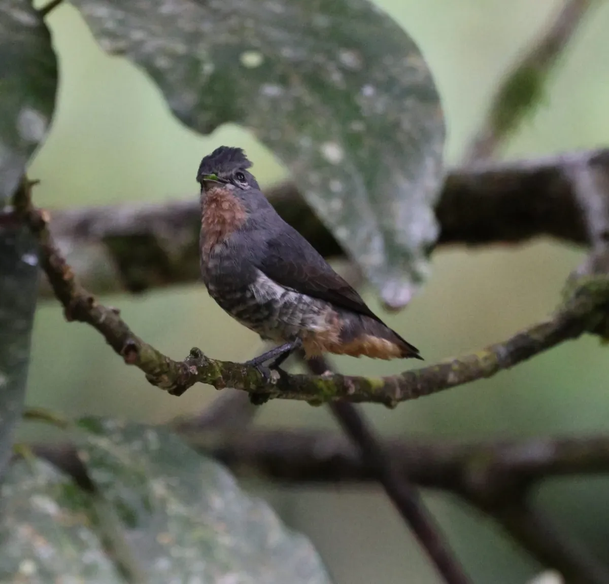 File:Iodopleura pipra - Miguel - 569280328.jpeg