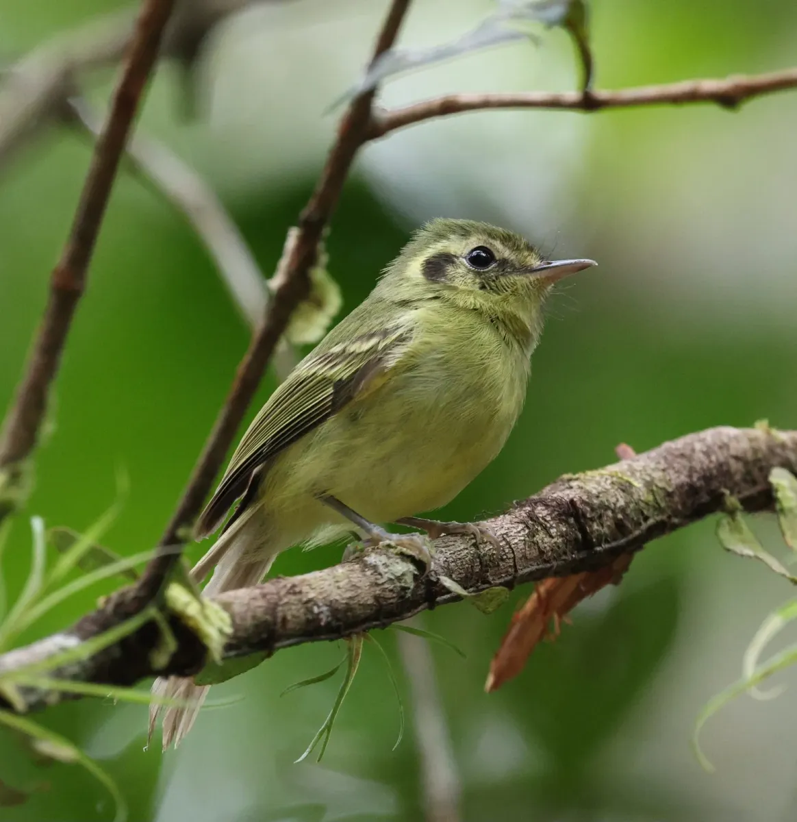 File:Pogonotriccus paulista - Miguel - 569280120.jpeg