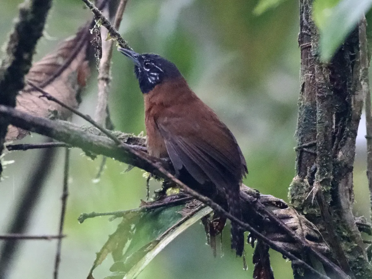 File:Pheugopedius spadix 249899567 (cropped).jpg