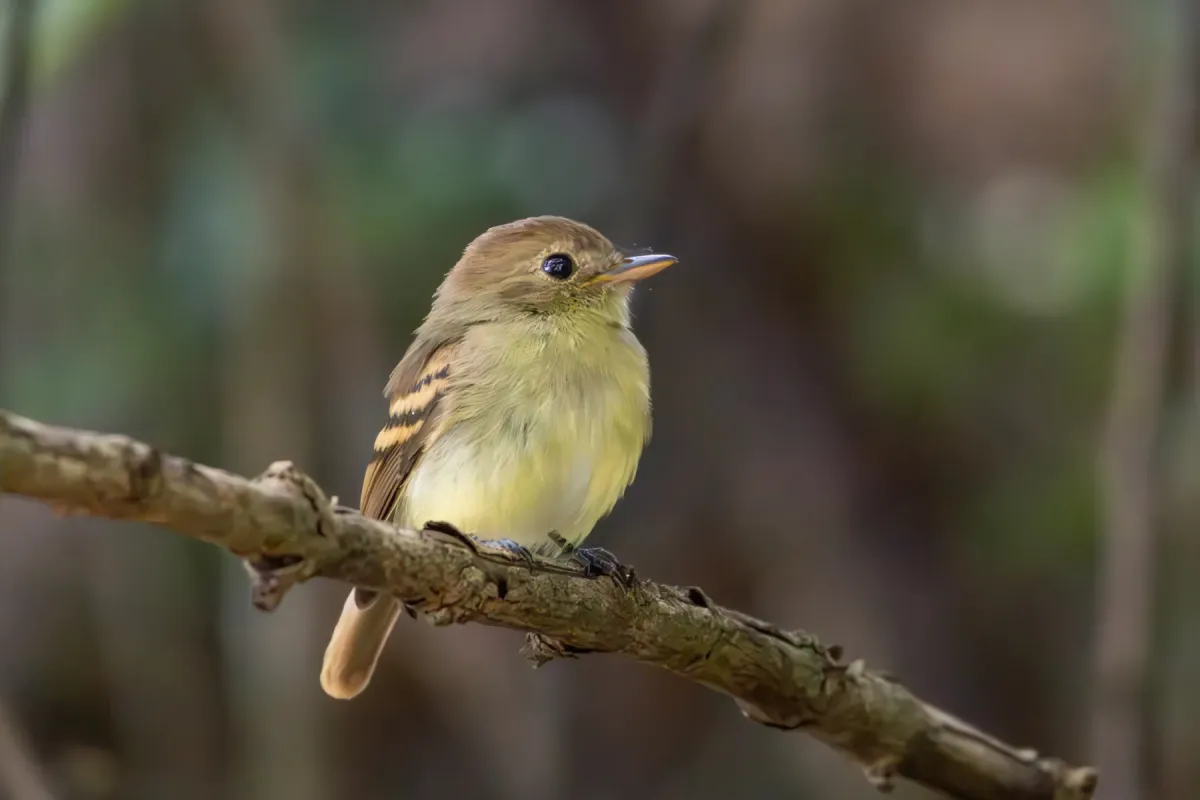 File:Lathrotriccus euleri 479727216.jpg