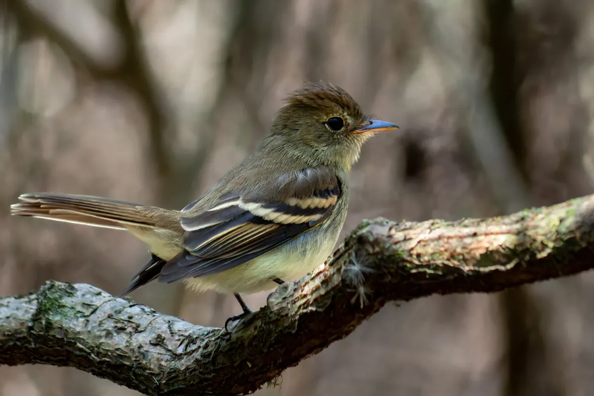 File:Lathrotriccus euleri 573043673.jpg