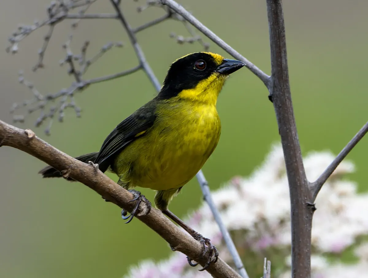 File:Atlapetes tricolor.jpg