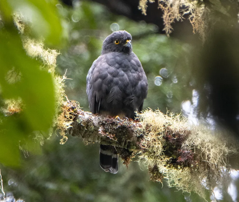 File:Parabuteo leucorrhous.jpg