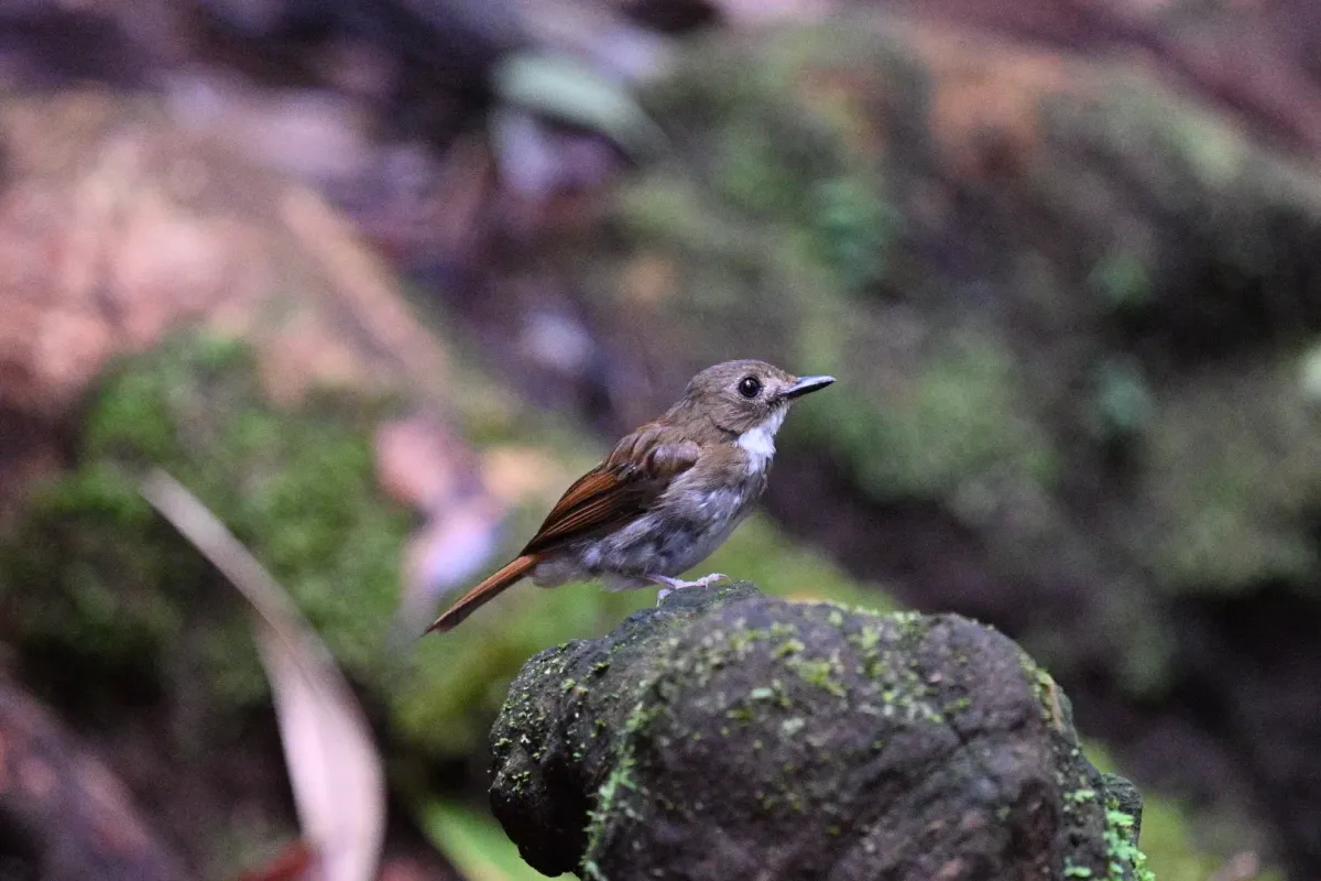 File:Cyornis umbratilis - Лариса Артемьева - 576683908.jpeg