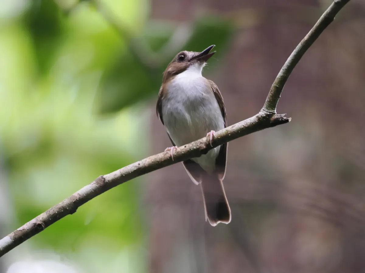File:Cyornis umbratilis - Justin Philbois - 388466569.jpeg