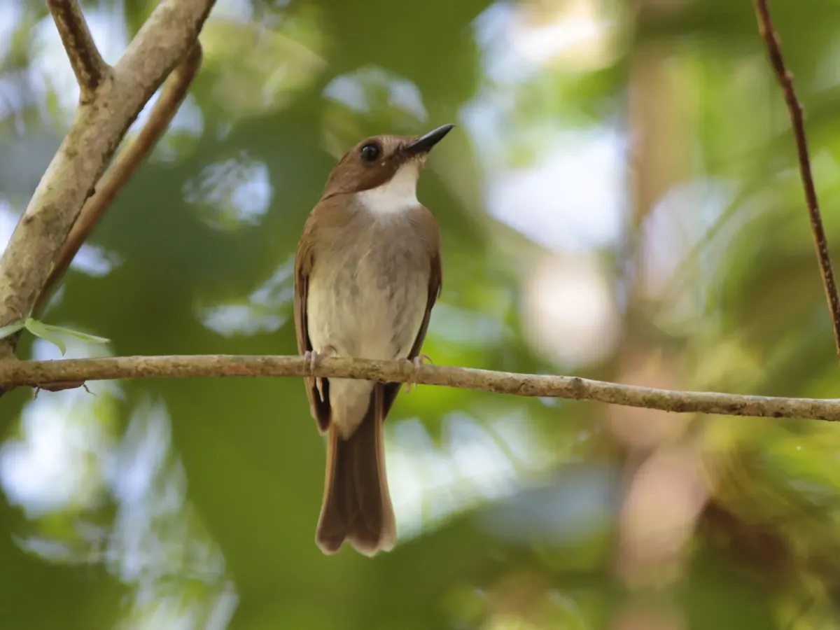 File:Cyornis umbratilis - Ian Dugdale - 547323875.jpeg