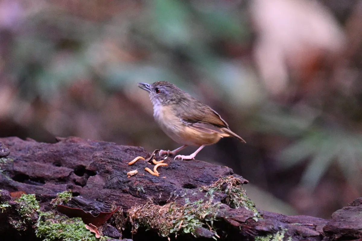 File:Malacocincla sepiaria - Лариса Артемьева - 576683770.jpeg