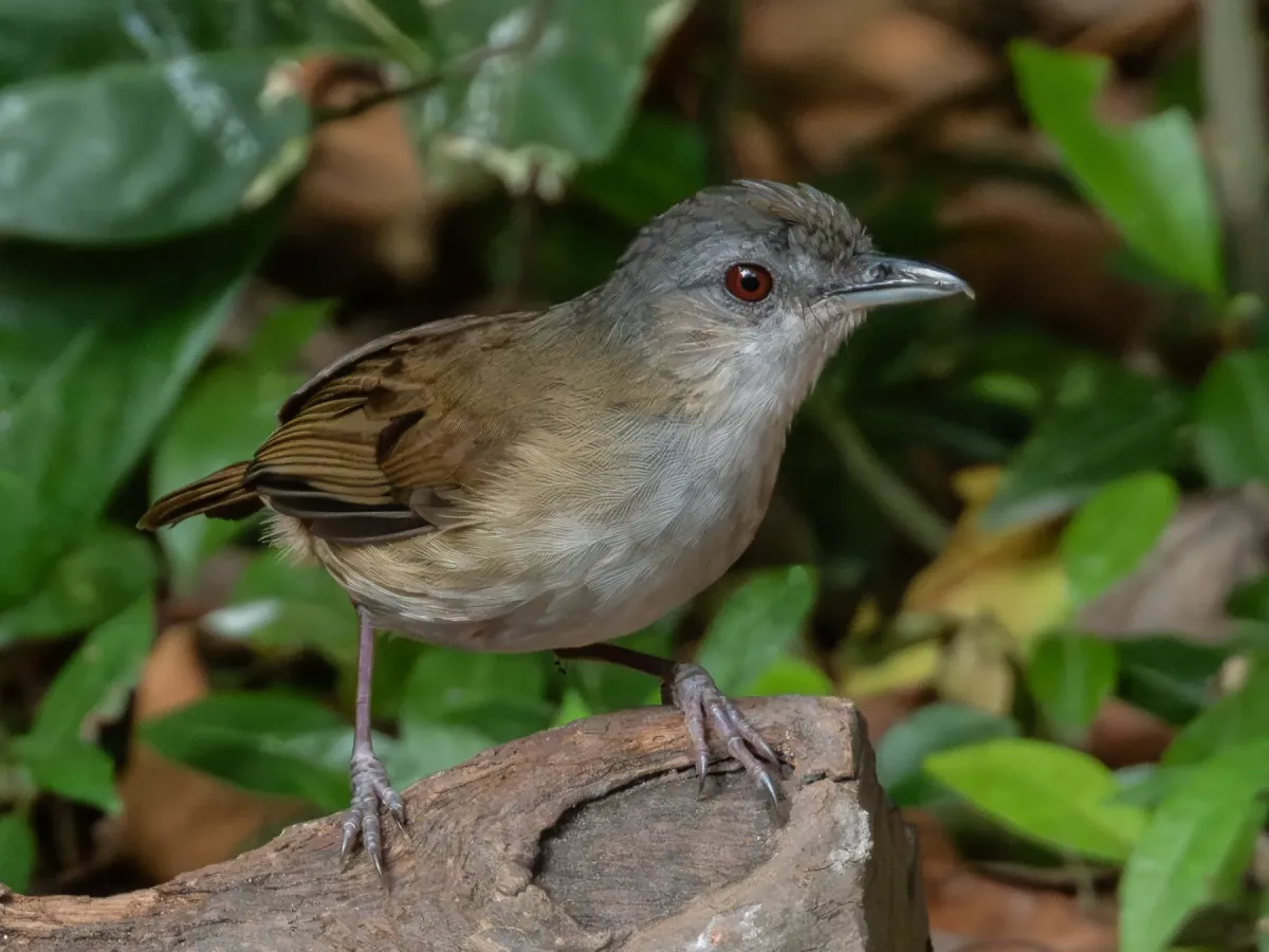 File:Malacocincla sepiaria - ꦥꦤ꧀ꦗꦶꦒꦸꦱ꧀ꦠꦶꦄꦏ꧀ꦧꦂ - 556402562.jpeg