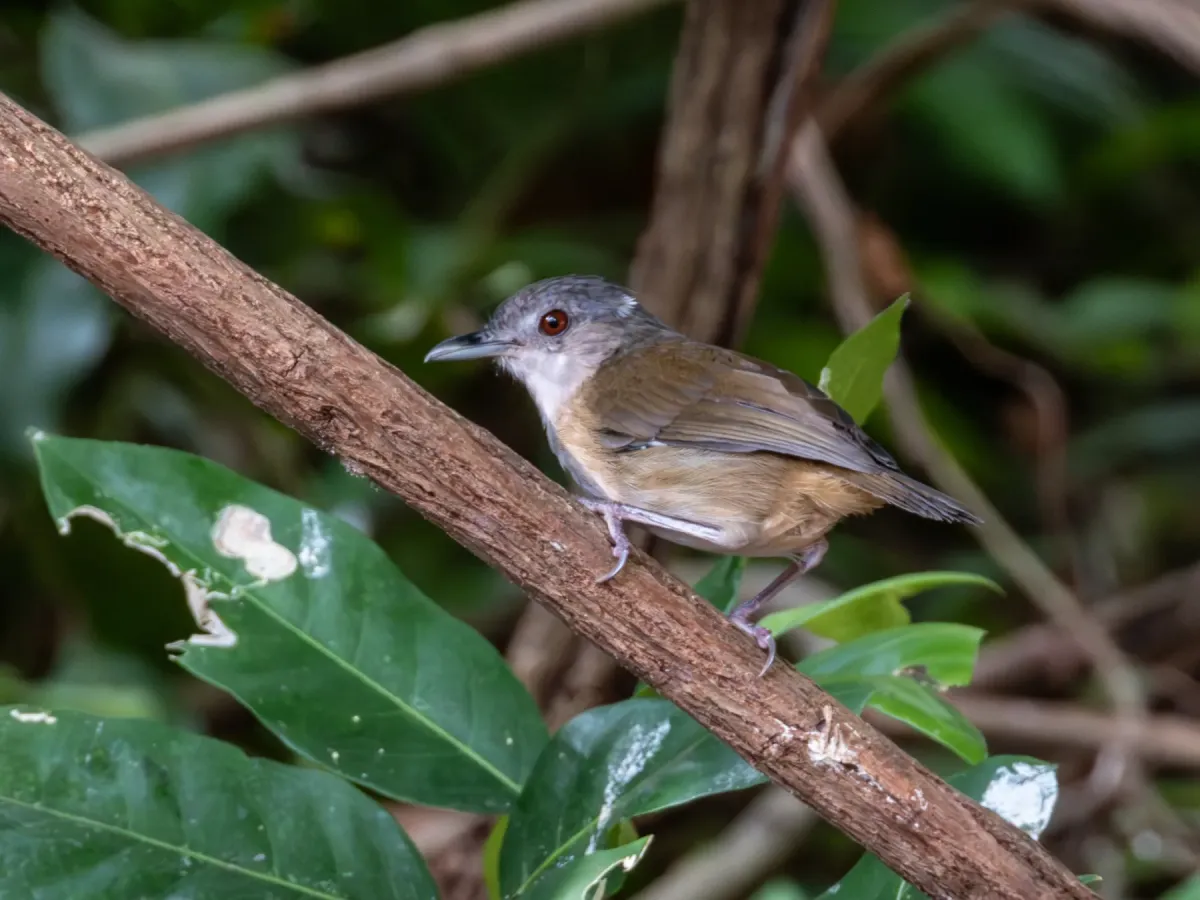 File:Malacocincla sepiaria - ꦥꦤ꧀ꦗꦶꦒꦸꦱ꧀ꦠꦶꦄꦏ꧀ꦧꦂ - 556402633.jpeg