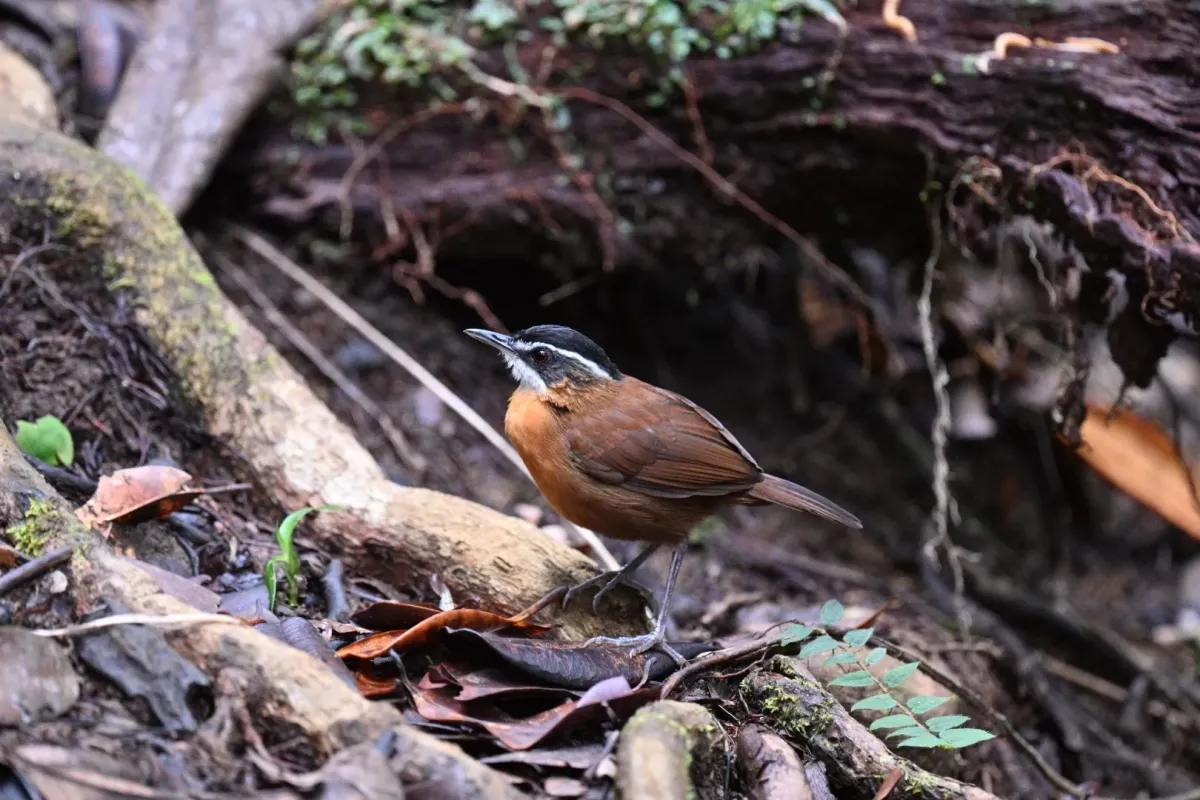 File:Pellorneum capistratoides - Лариса Артемьева - 576683627.jpeg