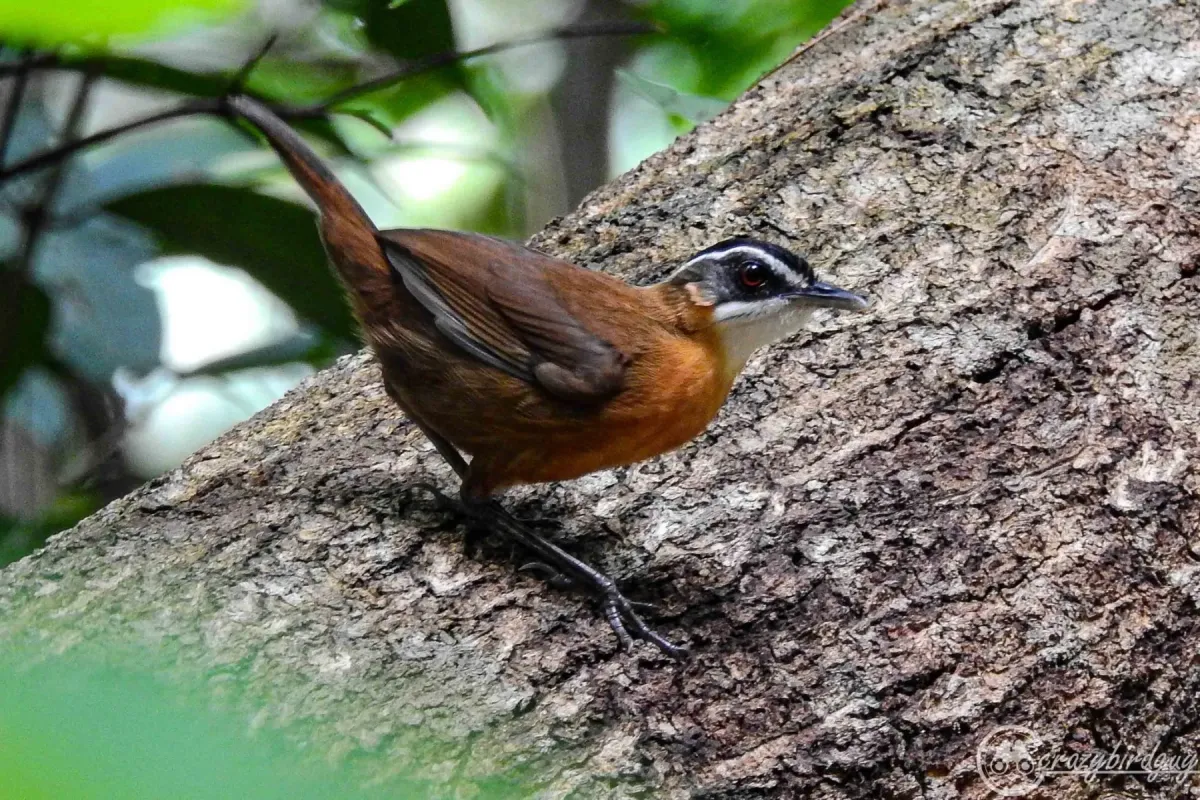 File:Pellorneum capistratoides - ꦥꦤ꧀ꦗꦶꦒꦸꦱ꧀ꦠꦶꦄꦏ꧀ꦧꦂ - 172571954.jpeg