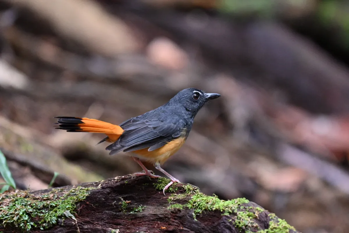 File:Copsychus pyrropygus - Лариса Артемьева - 576681495.jpeg