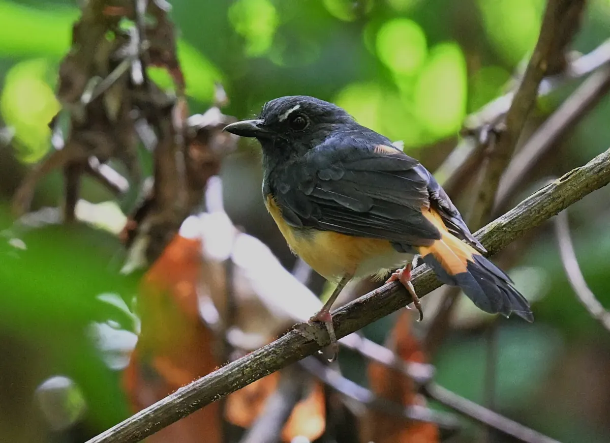 File:Copsychus pyrropygus - Chrissy McClarren and Andy Reago - 456216612.jpeg
