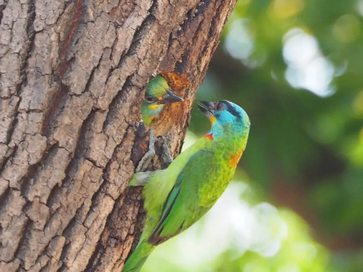 File:Psilopogon nuchalis - 葉子 - 72601170.jpeg