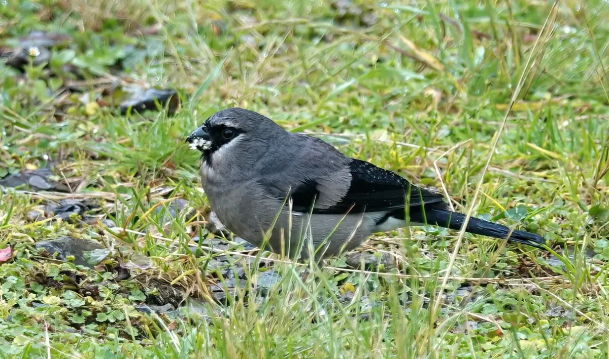 File:Pyrrhula owstoni - 林孫鋒(Lin Sun Fong) - 304405644 (cropped).jpeg