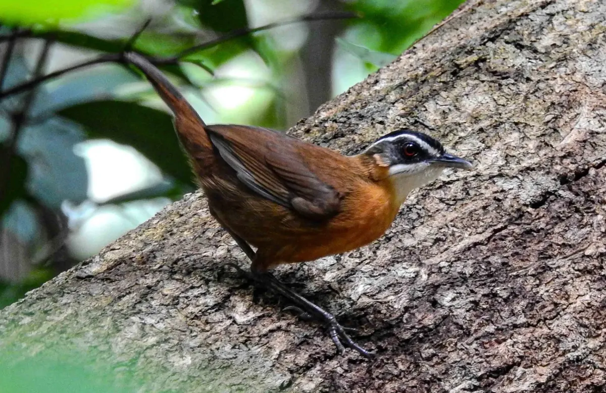 File:Pellorneum capistratoides - ꦥꦤ꧀ꦗꦶꦒꦸꦱ꧀ꦠꦶꦄꦏ꧀ꦧꦂ - 172571954 (cropped).jpeg